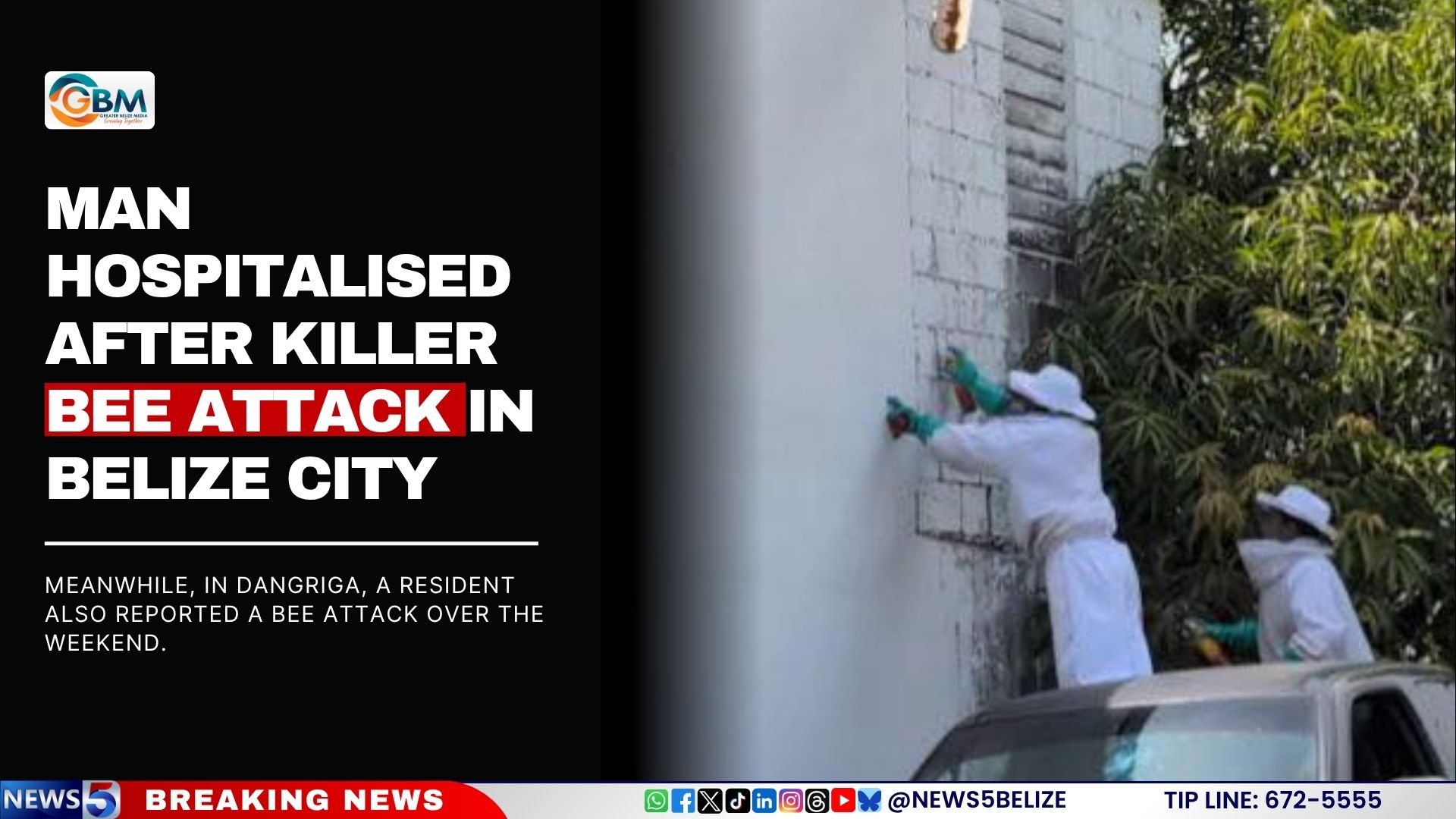 Man Hospitalised After Killer Bee Attack in Belize City