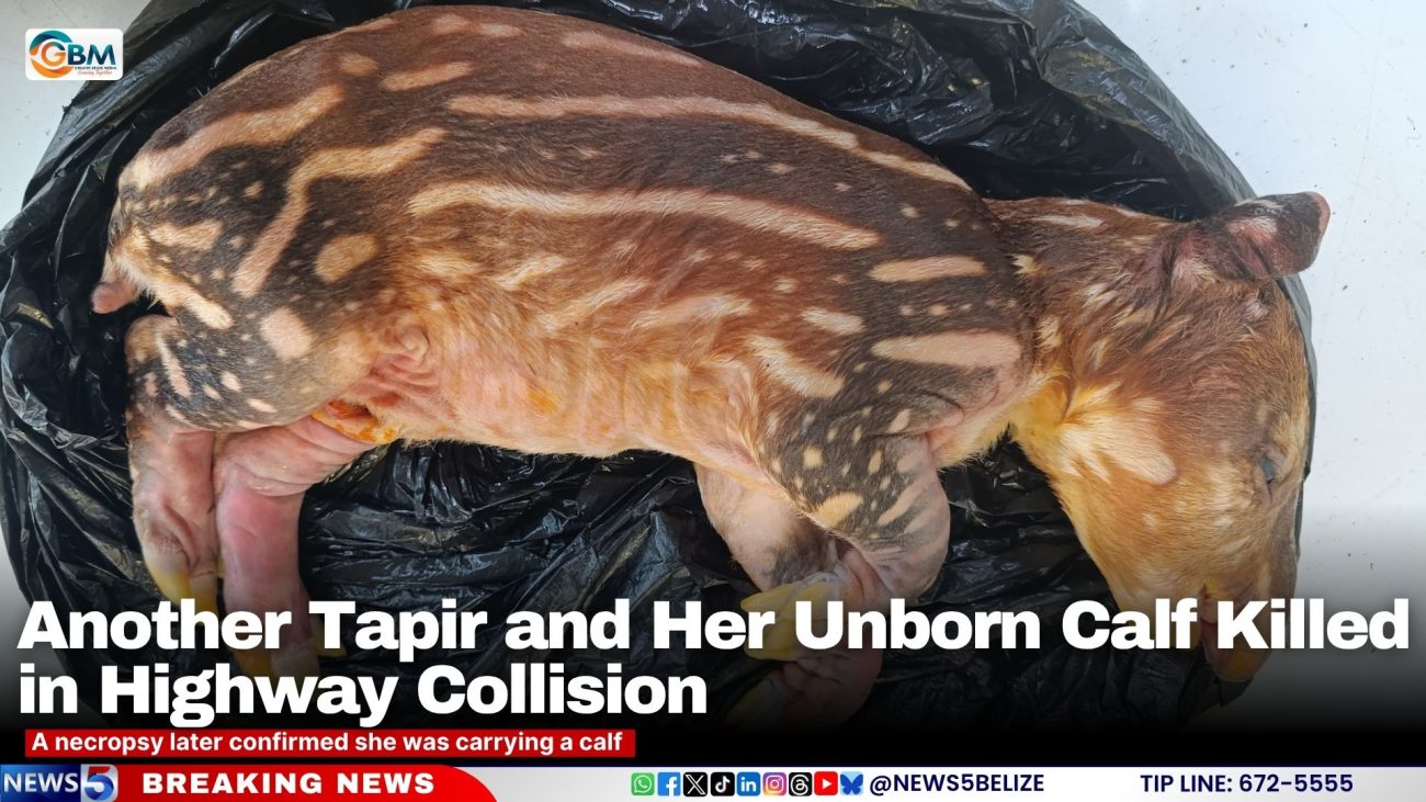 Another Tapir and Her Unborn Calf Killed in Highway Collision
