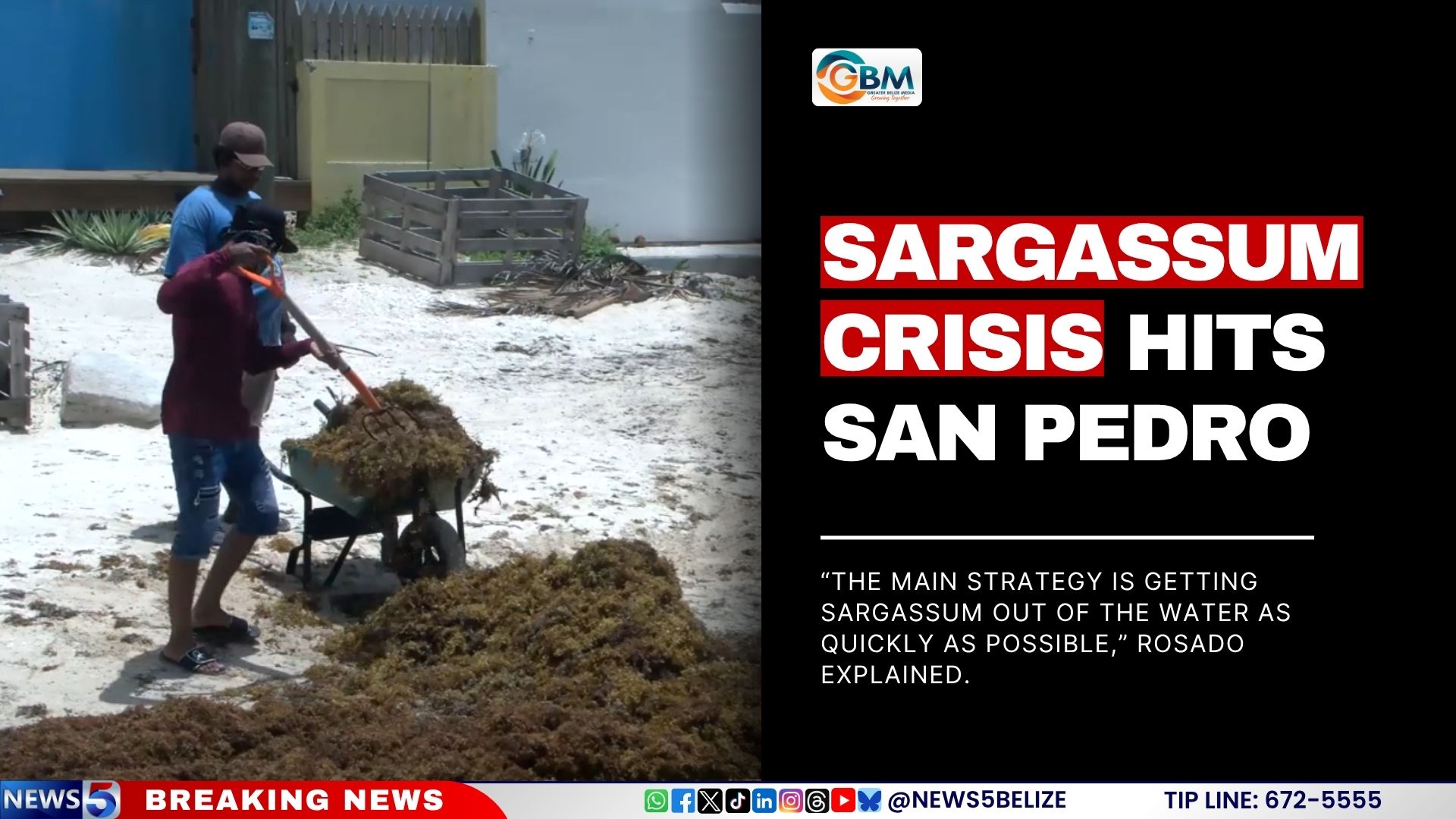 Sargassum Crisis Hits San Pedro