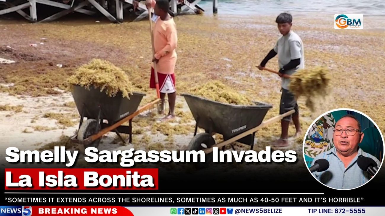 Smelly Sargassum Invades La Isla Bonita