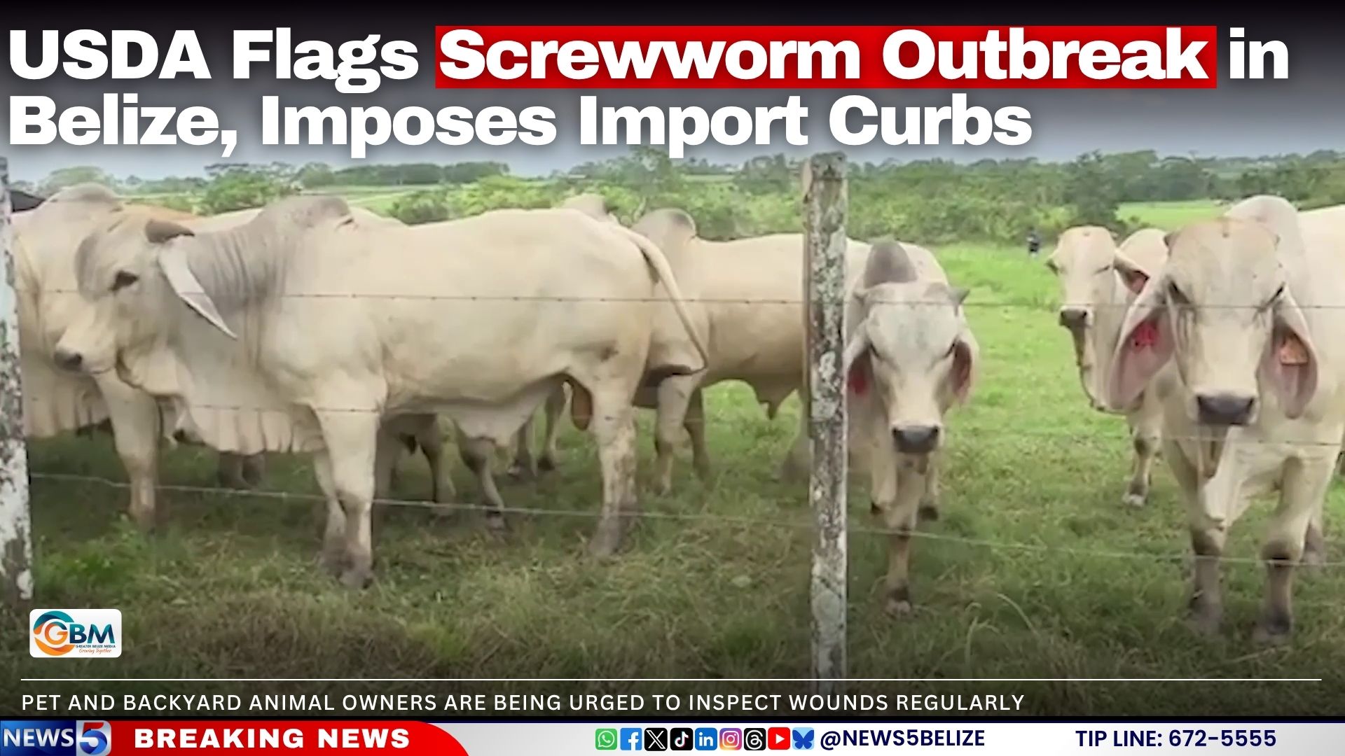 USDA Flags Screwworm Outbreak in Belize, Imposes Import Curbs