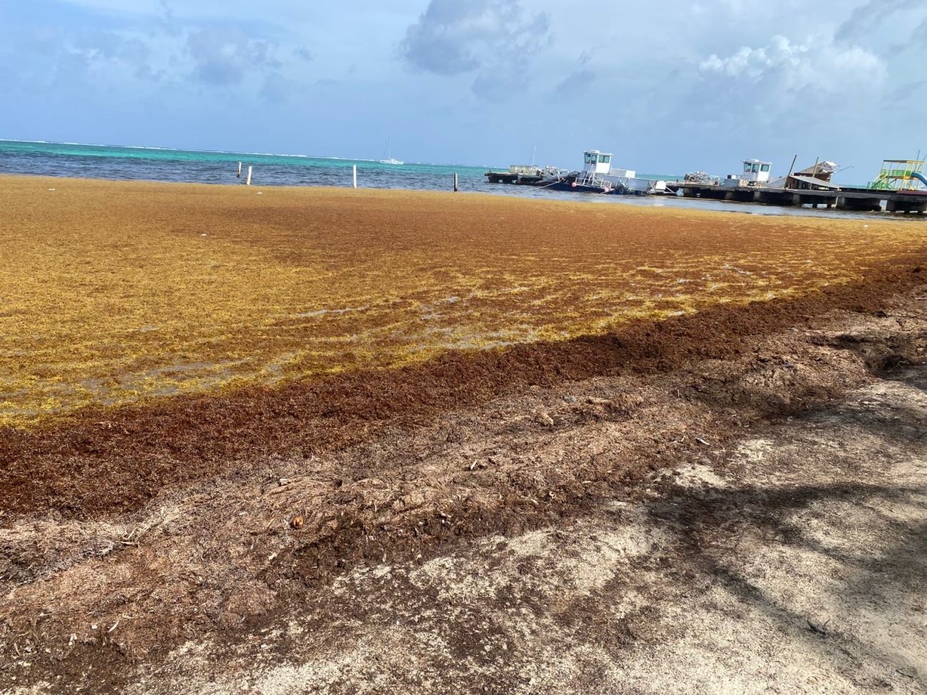 Es temporada de sargazo en San Pedro, y las algas se acumulan rápidamente en las playas.