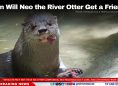When Will Neo the River Otter Get a Friend?