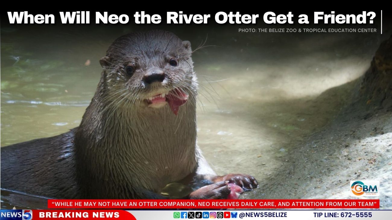 When Will Neo the River Otter Get a Friend?