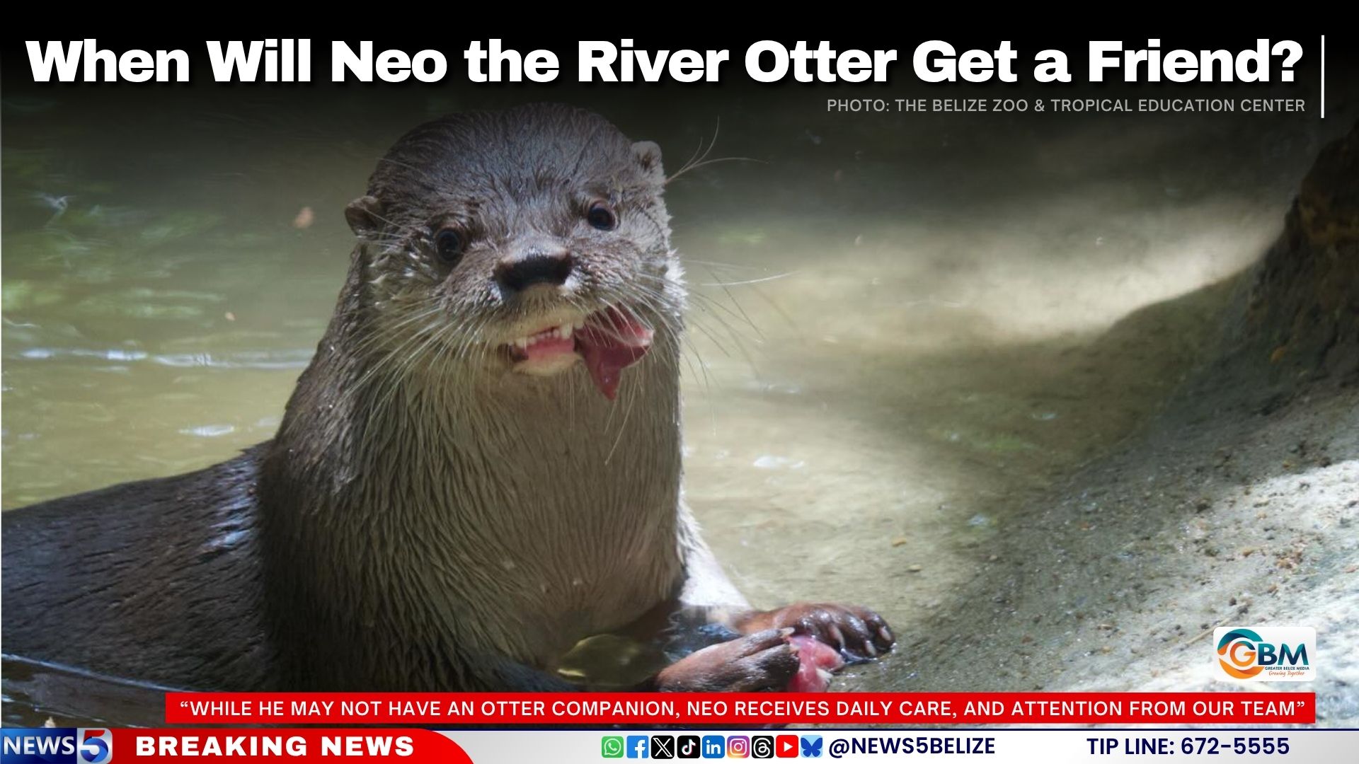 When Will Neo the River Otter Get a Friend?