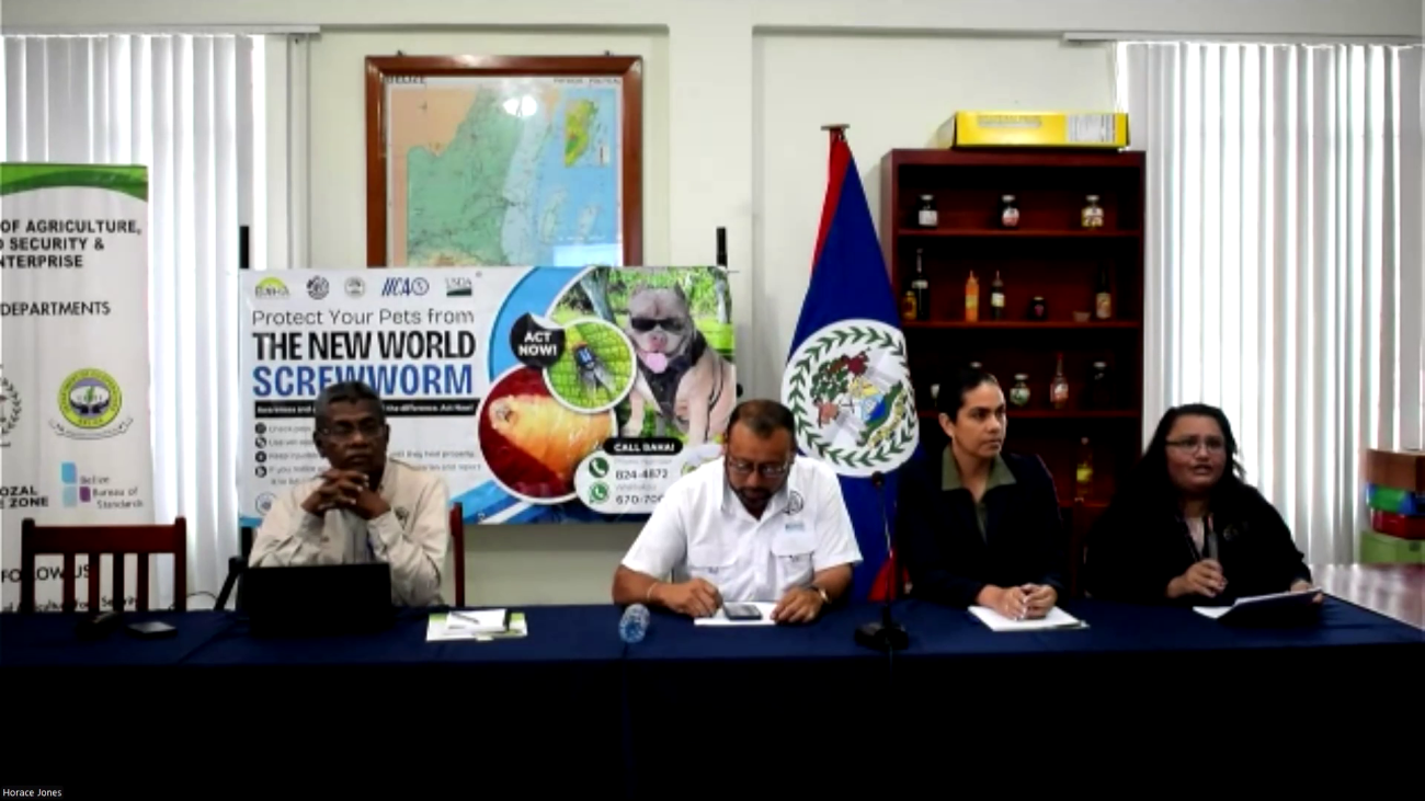 Crisis azucarera: Enfermedad reduce producción y genera millonarias pérdidas