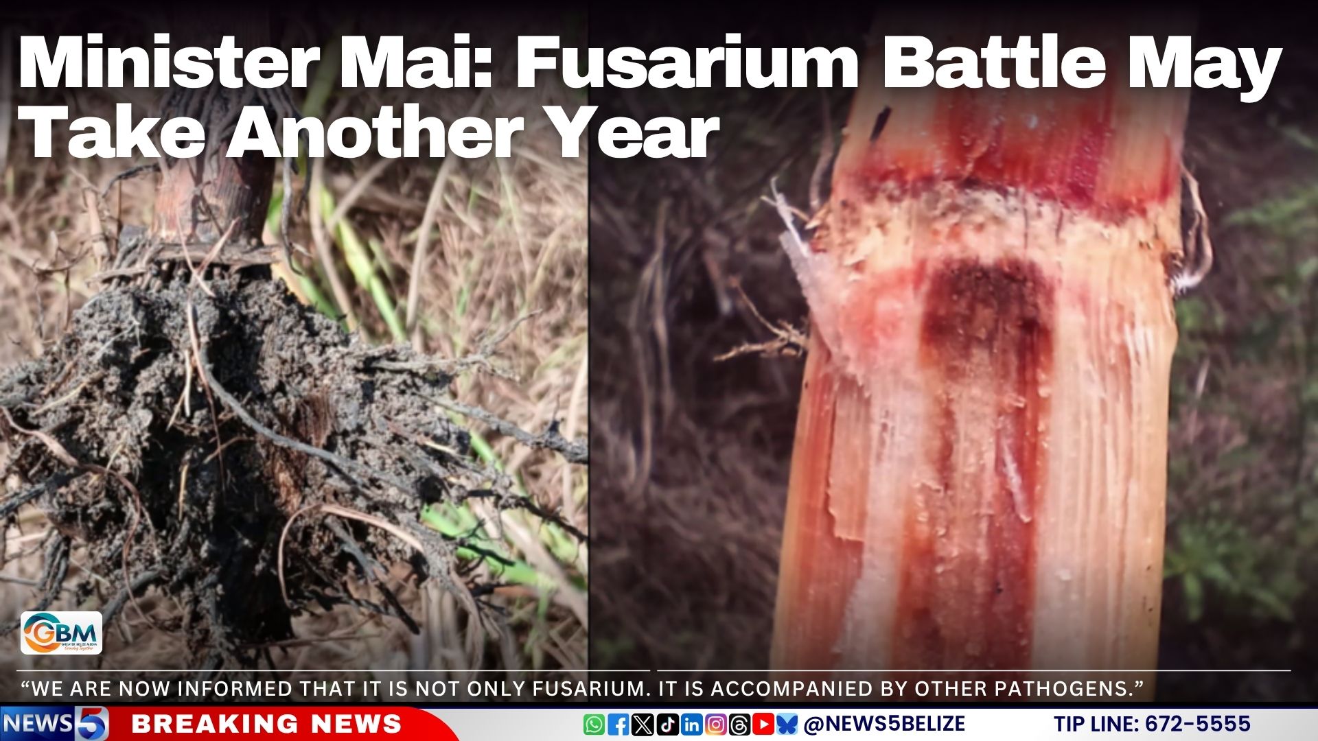 Minister Mai: Fusarium Battle May Take Another Year