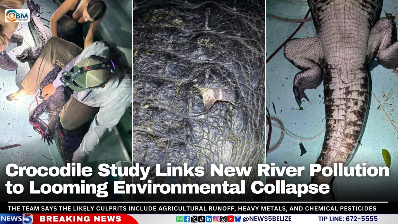 Crocodile Study Links New River Pollution to Looming Environmental Collapse