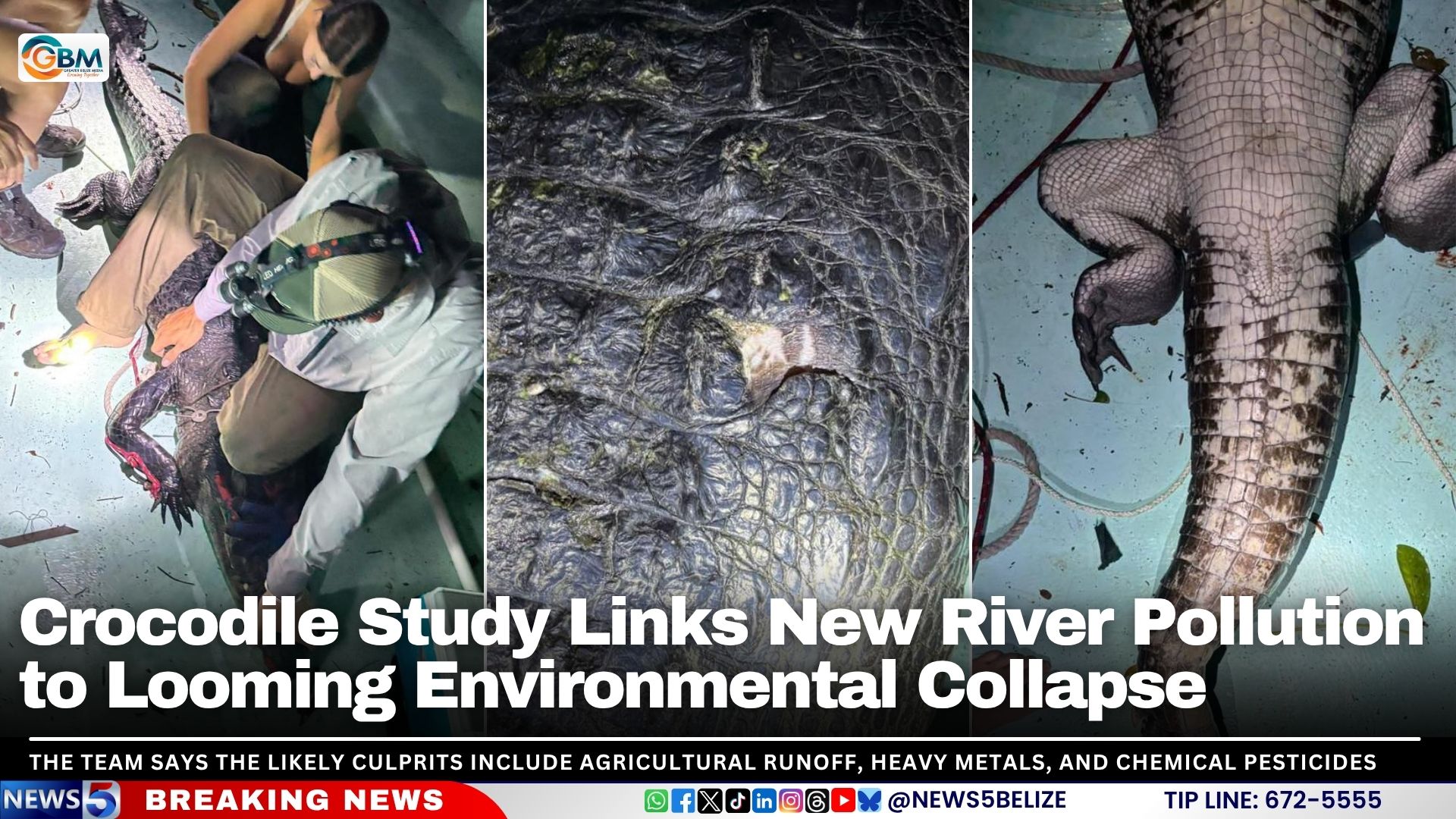 Crocodile Study Links New River Pollution to Looming Environmental Collapse