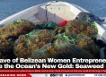A Wave of Belizean Women Entrepreneurs Mine the Ocean’s New Gold: Seaweed