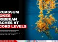 Sargassum Chokes Caribbean Beaches at Record Levels