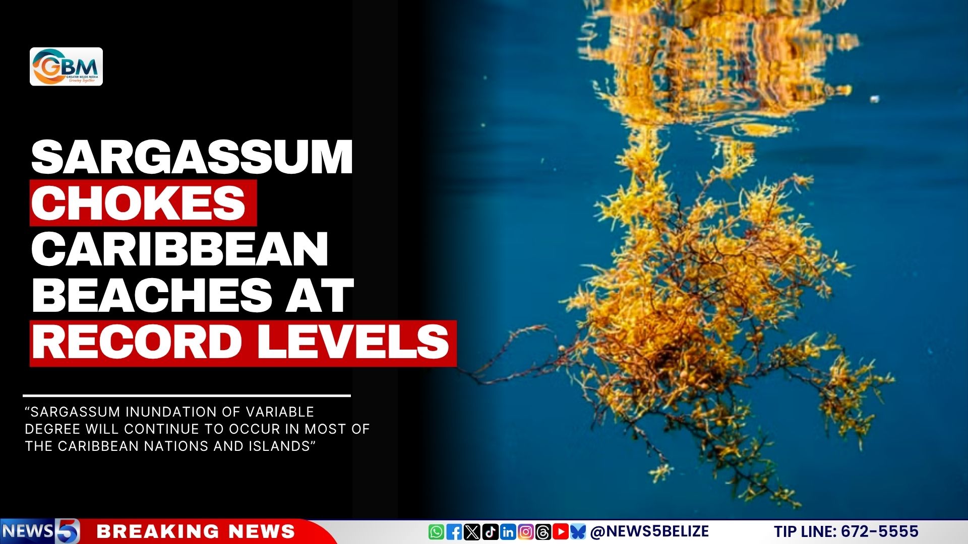 Sargassum Chokes Caribbean Beaches at Record Levels