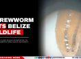 Screwworm Hits Belize Wildlife