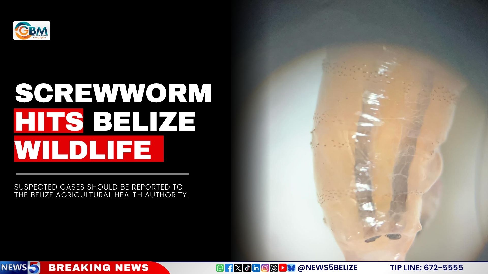 Screwworm Hits Belize Wildlife