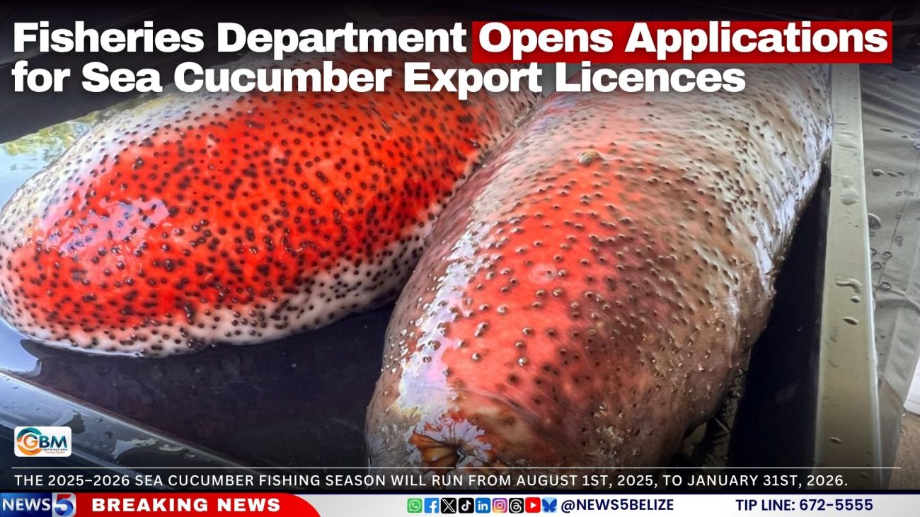 Fisheries Department Opens Applications for Sea Cucumber Export Licences