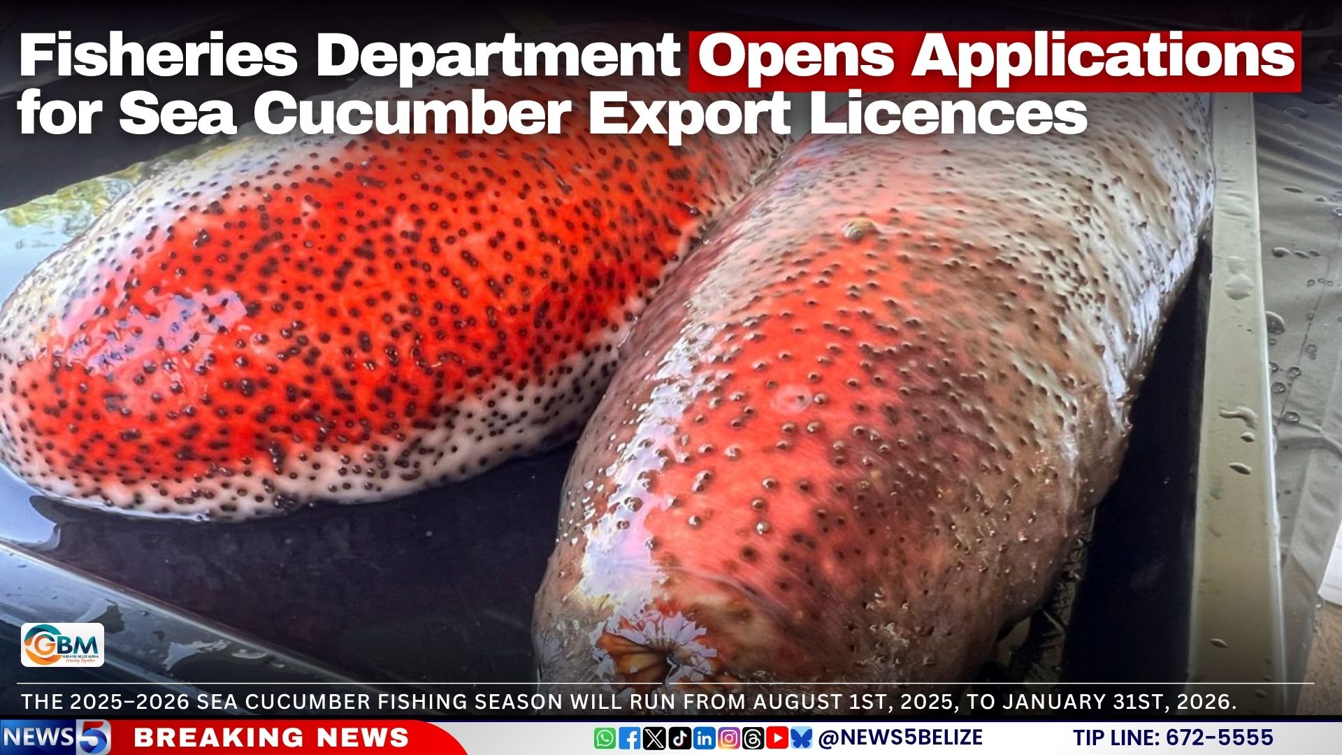 Fisheries Department Opens Applications for Sea Cucumber Export Licences