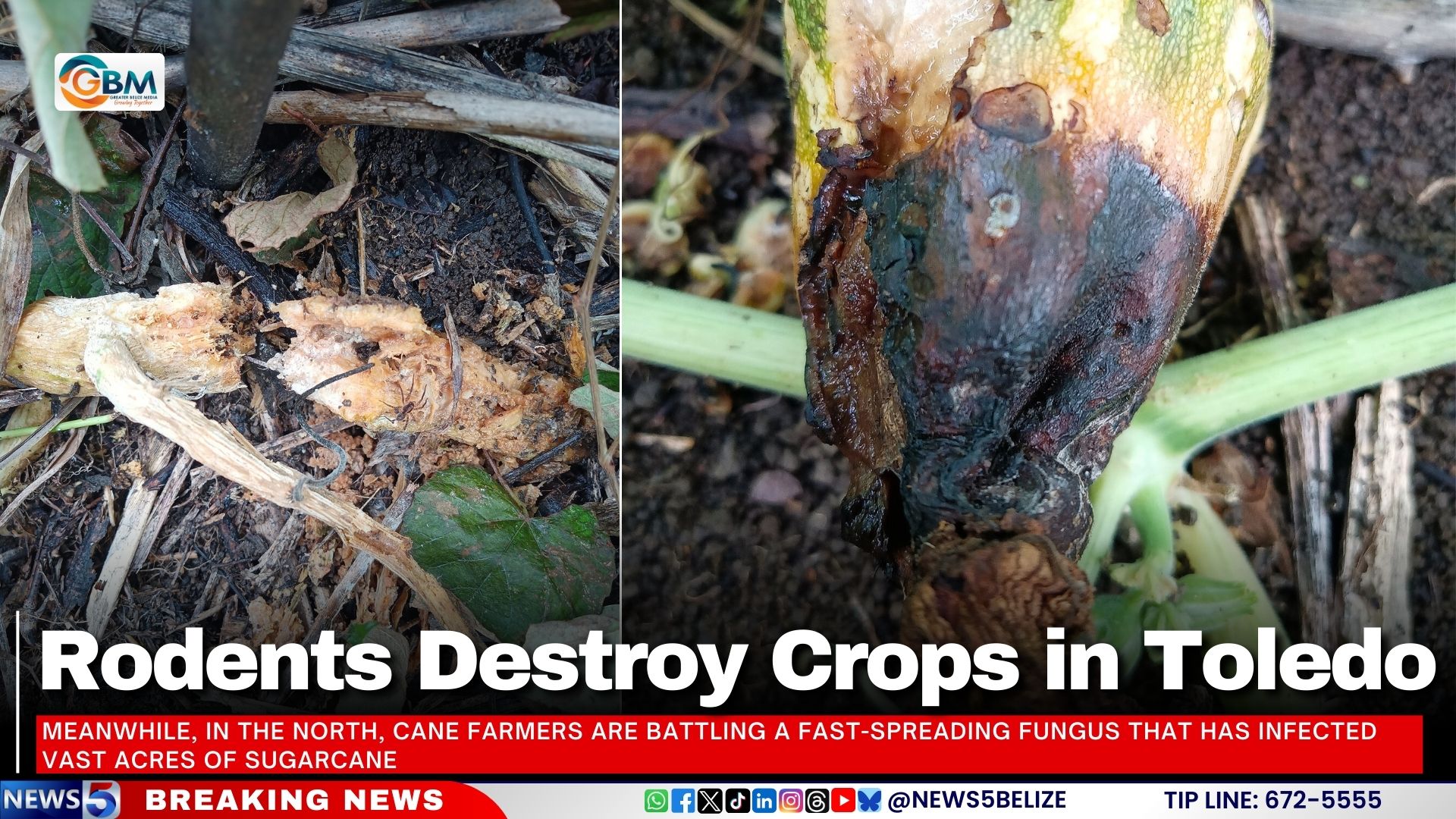 Rodents Destroy Crops in Toledo