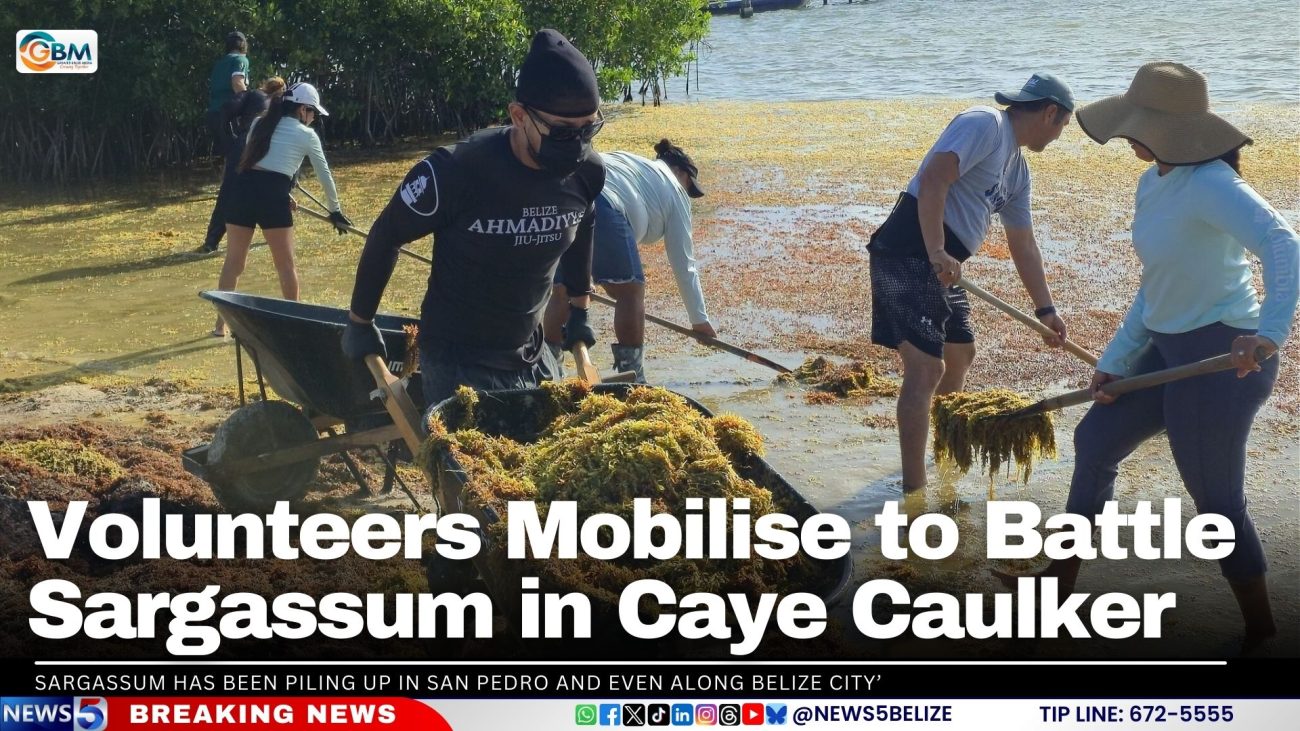 Volunteers Mobilise to Battle Sargassum in Caye Caulker