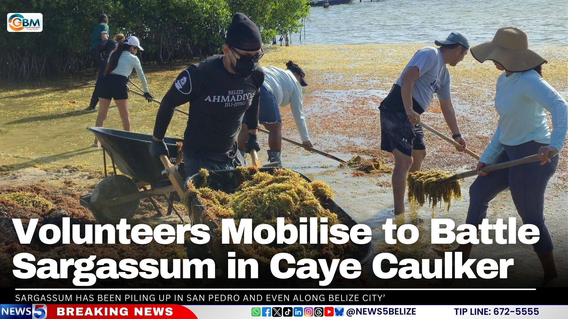 Volunteers Mobilise to Battle Sargassum in Caye Caulker