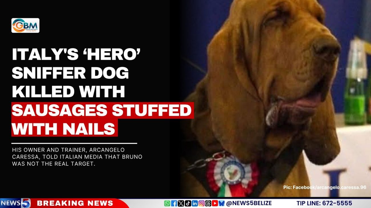 Italy's ‘Hero’ Sniffer Dog Killed with Sausages Stuffed with Nails