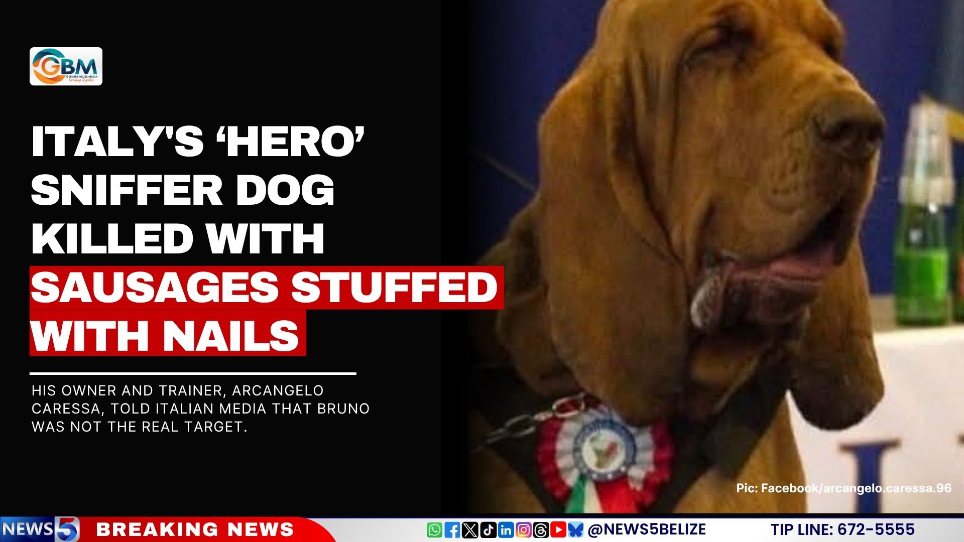 Italy's ‘Hero’ Sniffer Dog Killed with Sausages Stuffed with Nails