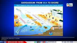 Sargassum Chokes Caribbean Beaches at Record Levels