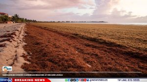Sargassum Chokes Caribbean Beaches at Record Levels