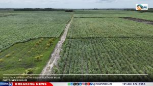 Belize’s Sweet Industry Turns Sour: Sugar Prices Expected to Rise 