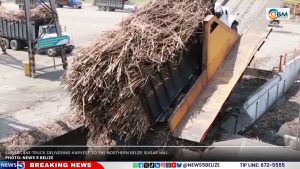 Belize’s Sweet Industry Turns Sour: Sugar Prices Expected to Rise 