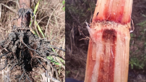 Double Disaster: Floods Deepen Sugar Cane Crisis