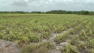 Fusarium Outbreak Threatens Belize’s Sugar Industry   