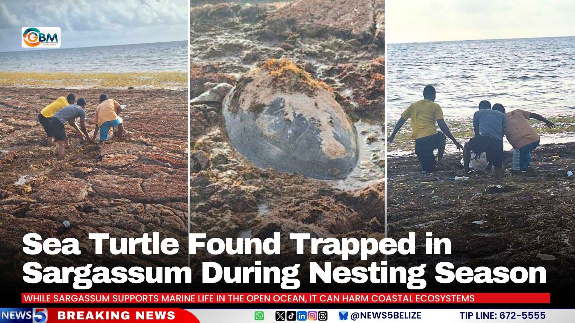 Sea Turtle Found Trapped in Sargassum During Nesting Season
