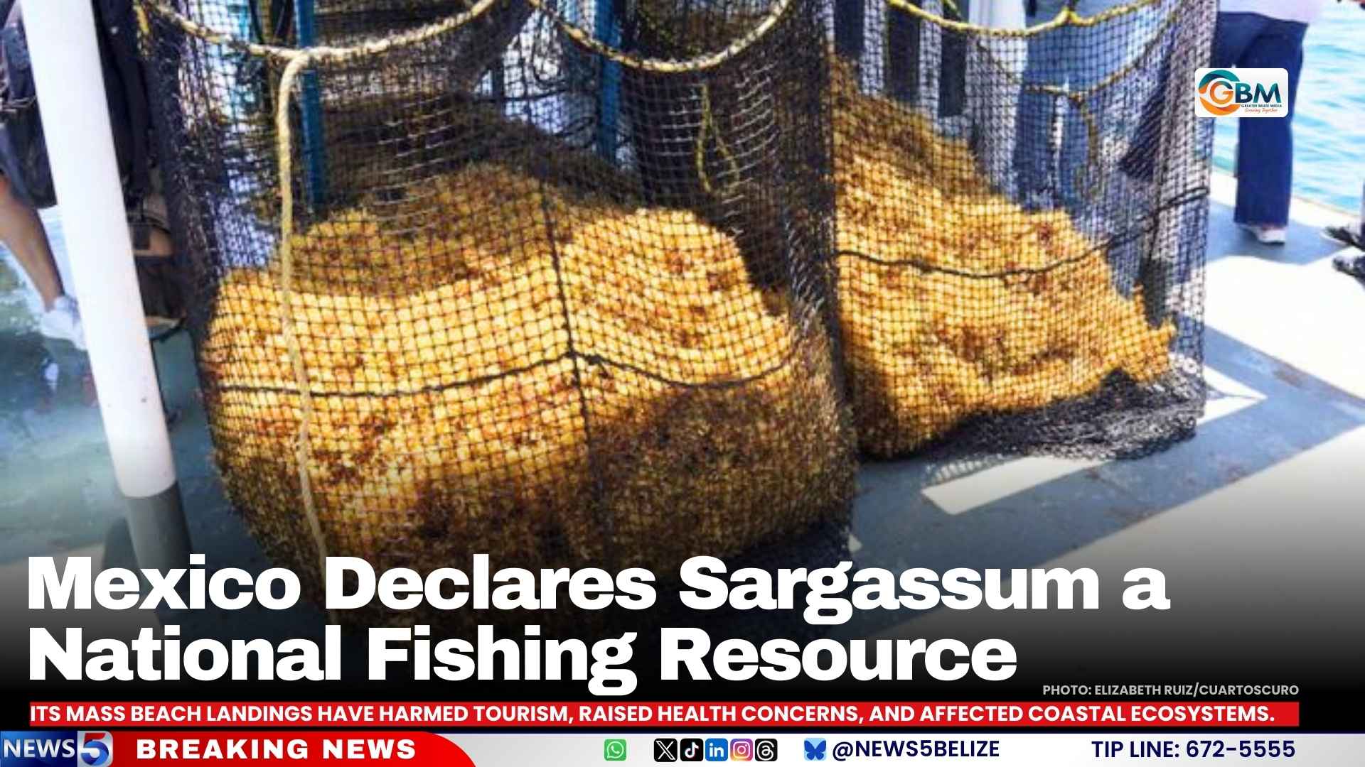 Mexico Declares Sargassum a National Fishing Resource