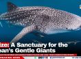 Belize: A Sanctuary for the Ocean’s Gentle Giants