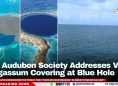 The Audubon Society Addresses Viral Sargassum Covering at Blue Hole