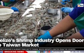 Belize’s Shrimp Industry Opens Doors to Taiwan Market