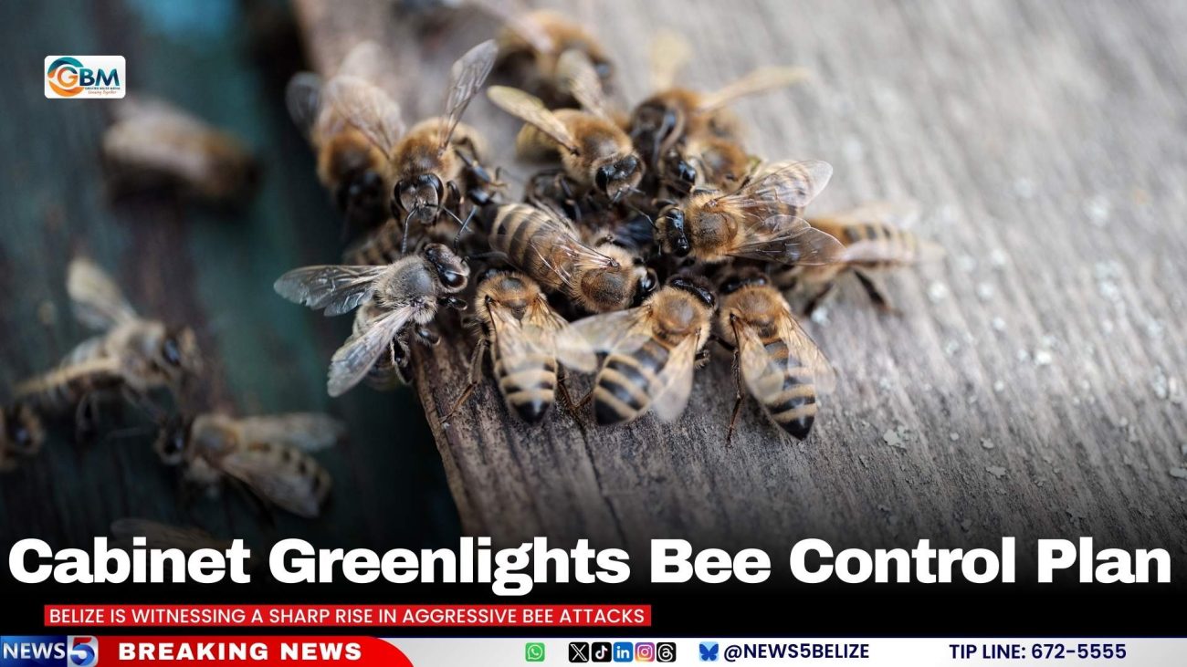 Cabinet Greenlights Bee Control Plan