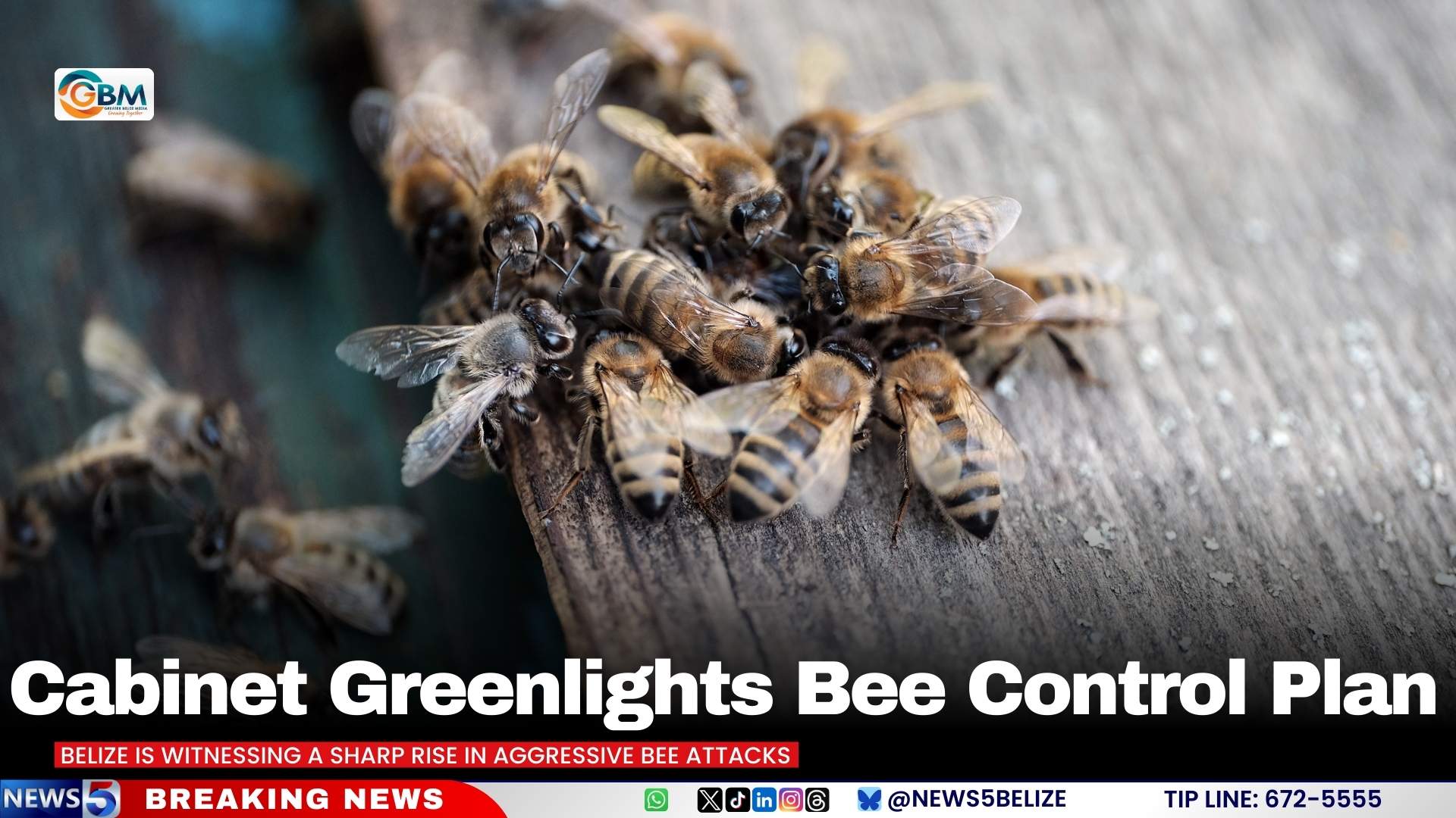 Cabinet Greenlights Bee Control Plan