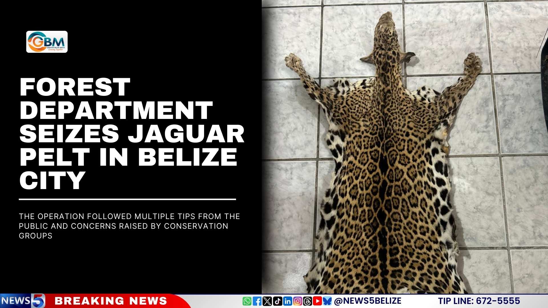 Forest Department Seizes Jaguar Pelt in Belize City