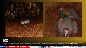 Saving Belize’s Scarlet Macaws: Into the Wild (Part One)