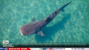 Belize: A Sanctuary for the Ocean’s Gentle Giants