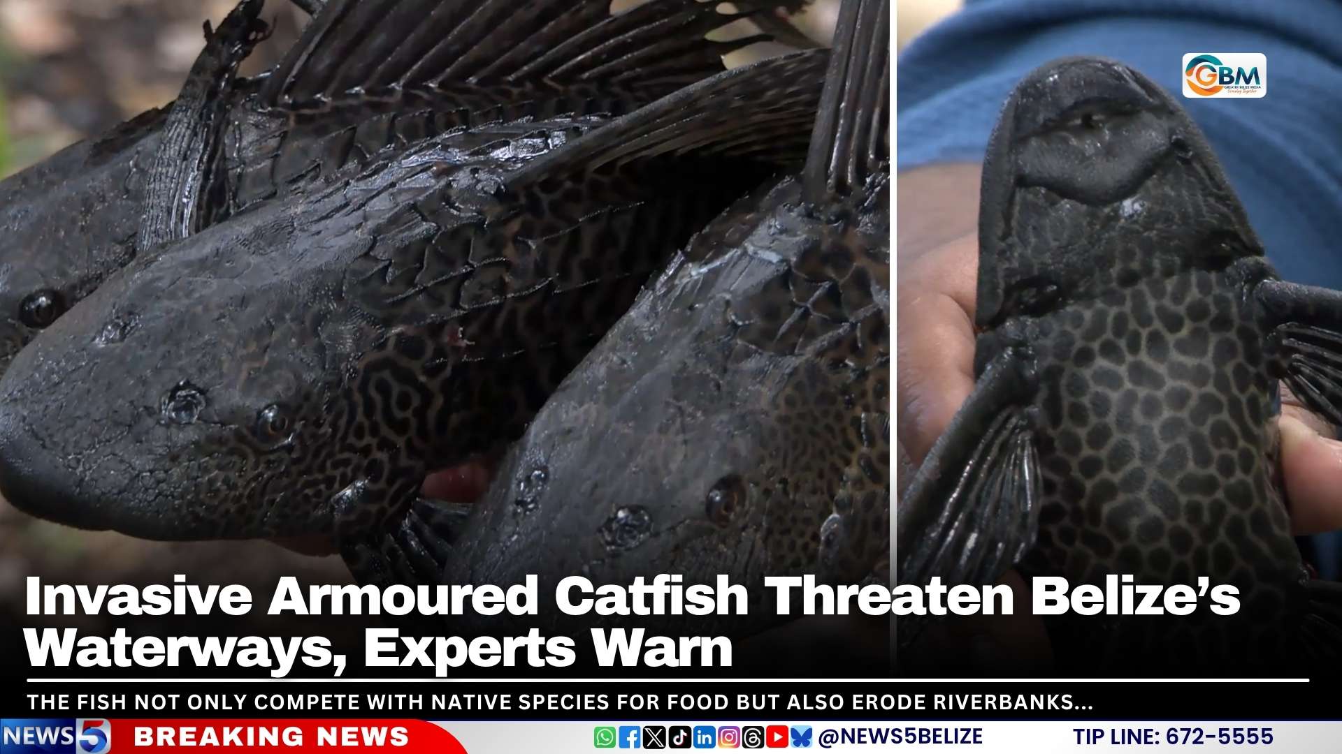 Invasive Armoured Catfish Threaten Belize’s Waterways, Experts Warn