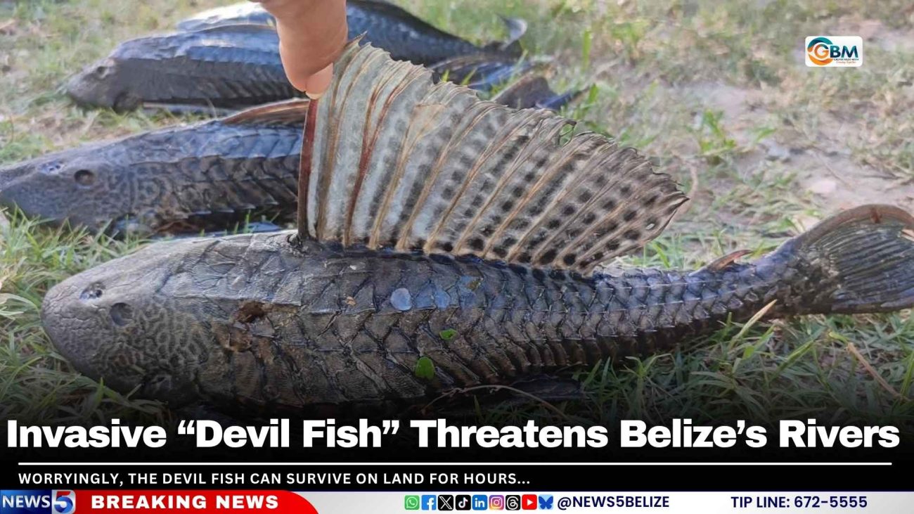 Worryingly, the Devil Fish can survive on land for hours,