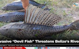 Worryingly, the Devil Fish can survive on land for hours,