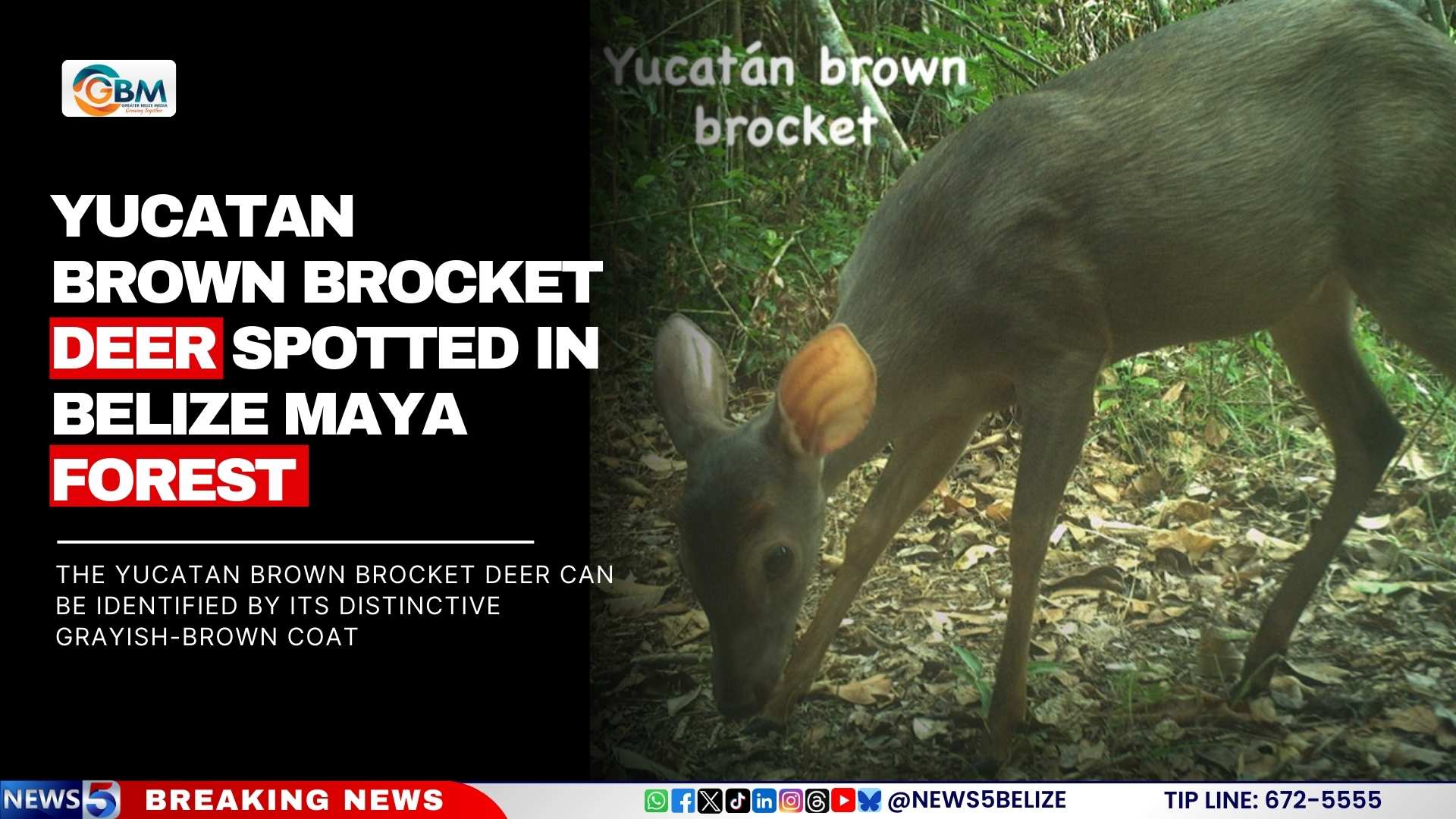 Yucatan Brown Brocket Deer Spotted in Belize Maya Forest