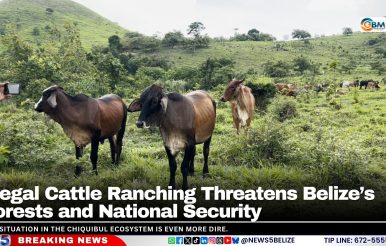 Illegal Cattle Ranching Threatens Belize’s Forests and National Security