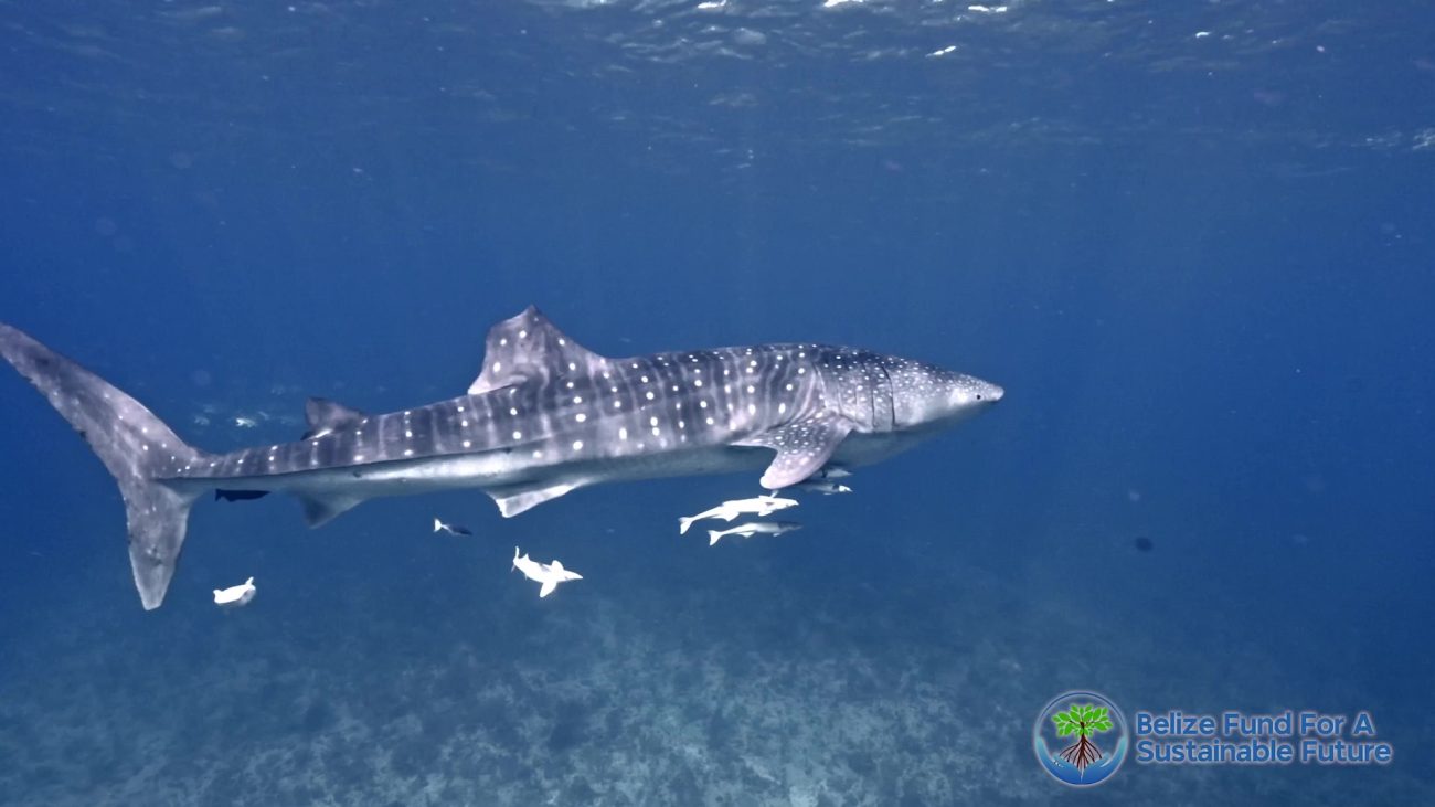 Tiburones: guardianes del mar en Belize