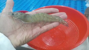 Shrimp