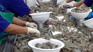 Shrimp Export