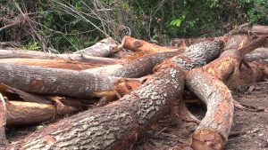 Forest Officer Denies Political Interference in Logging Probe